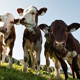 Vier junge Kühe auf der Almwiese schauen direkt in die Kamera